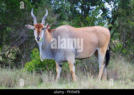 massive cape eland at addo elephant national park Stock Photo