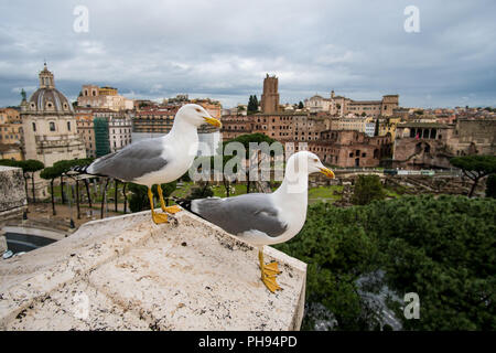 Seagulls in Rome on a rooftop with Roman forum in the background Stock Photo