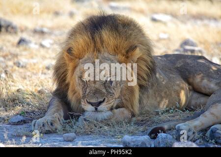 lion having rest in etosha national park namibia