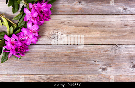 Seasonal wild rhododendron flowers on rustic wooden boards Stock Photo