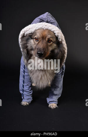 Cool Dog Hooded Hoodie Keeshond Stock Photo