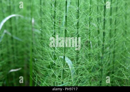 Steams of water horsetail (Equisetum fluviatile) as background. Stock Photo
