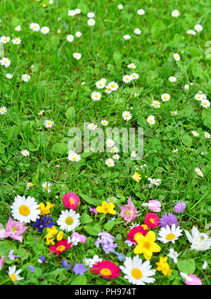 colorful-flowers-in-a-meadow-