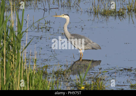 grey heron, Ardea cinerea Stock Photo