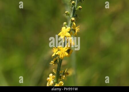 Flower of a common agrimony (Agrimonia eupatoria) Stock Photo