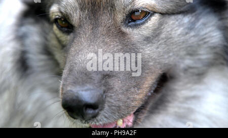 Sad dog Keeshond Stock Photo
