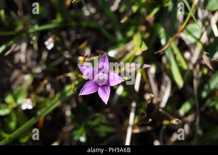 Chiltern gentian (Gentianella germanica) Stock Photo