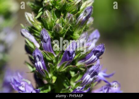 Great Blue Lobelia (Lobelia siphilitica) Stock Photo
