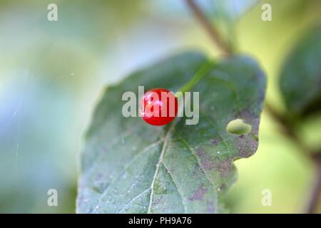 Alpine Honeysuckle (Lonicera alpigena) Stock Photo