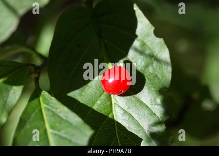 Alpine Honeysuckle (Lonicera alpigena) Stock Photo