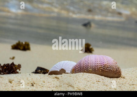 Sea urchin exoskeleton on sandy beach. Closeup on calcium details. They make beautiful decorative elements Stock Photo