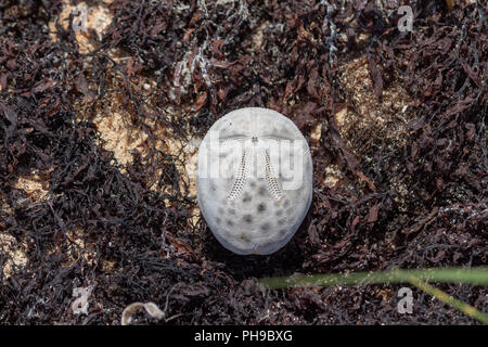 Dead heart urchin on dry seaweed. Calcium shell is very fragile, urchin pores are still visible. Stock Photo