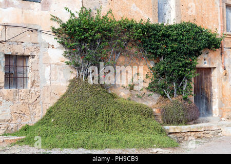 wall of an abandoned house covered with green ivy Stock Photo