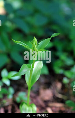 Orchis White helleborine, cephalanthera damasonium Stock Photo