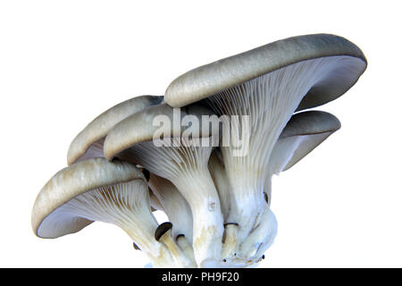 Oyster mushroom (Pleurotus ostreatus) Stock Photo