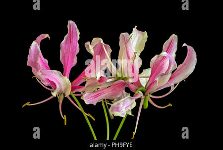 Color fine art still life floral macro image of a three isolated white red lily blossoms on black background