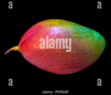 Fine art still life color macro image of a single isolated colorful fresh red green mango on black background Stock Photo