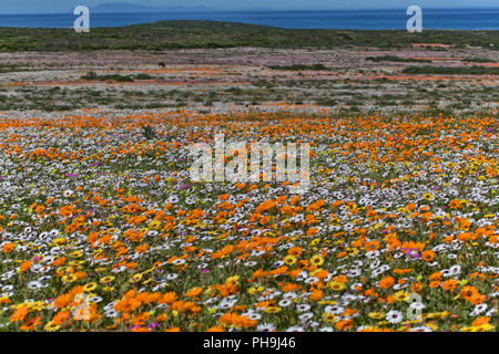 flowers at namaqua national park Stock Photo: 217185471 - Alamy