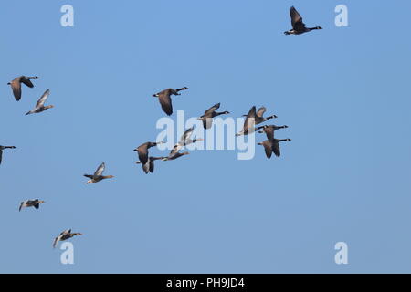 Gaggle of geese in flight over RSPB Fairburn Ings Stock Photo