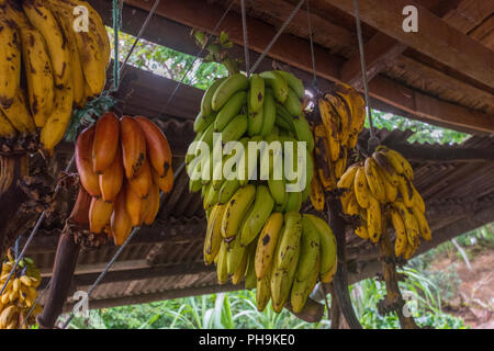 Bunches of bananas hanging in a building in the Galapagos Islands, Ecuador. Stock Photo