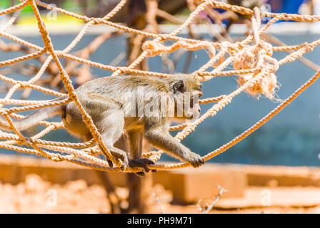 Little Monkey, Spain Stock Photo