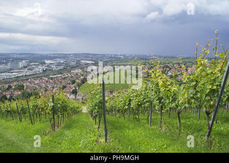Vineyards above Stuttgart-Untertuerkheim, Baden-Wuerttemberg, Germany Stock Photo