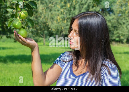 Woman holding and looking at pears in orchard Stock Photo