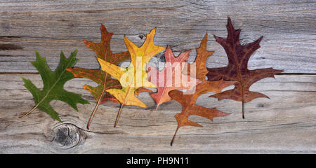 Real autumn leafs changing their colors on rustic wooden boards Stock Photo