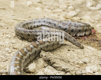Leopard snake is lying in the sand Stock Photo