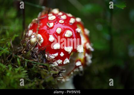 A fly agaric fungi (Amanita muscaria) on forest floor. Stock Photo