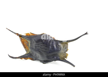 Egg case of a shark or a ray Stock Photo
