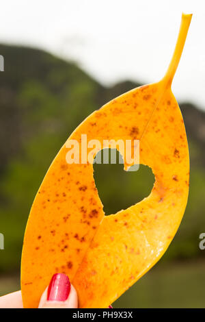 beautiful heart yellow leaf, mango love in Thailand Stock Photo