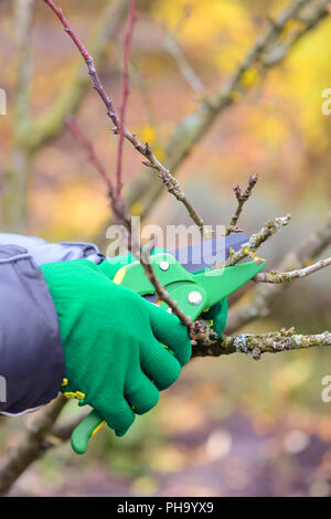 Hands with gloves of gardener doing maintenance work, pruning trees in autumn Stock Photo