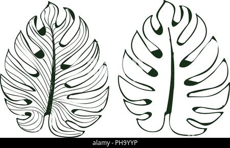 The leaves monstera are used in designs on a white background Isolate lined pattern Illustrator eps 10 Stock Vector