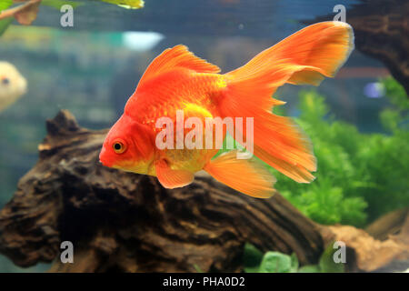 Goldener Ryukin Goldfisch, Red Ryukin Goldfish, Carassius auratus Stock Photo