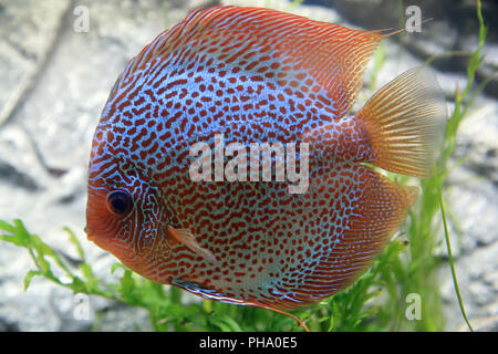 Discus fish, Symphysodon aequifasciatus Stock Photo