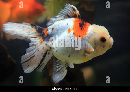 Goldfish Oranda, Carassius auratus Stock Photo