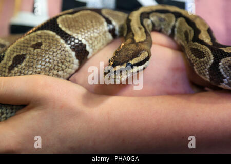 Presentation of a royal python, Python regius Stock Photo