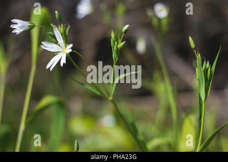 Stellaria Stock Photo