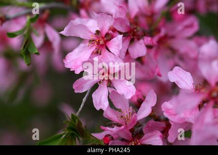 Flowers of the Russian Almond Tree (Prunus tenella). Stock Photo