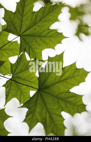 Green maple leaves in spring (Acer platanoides) Stock Photo