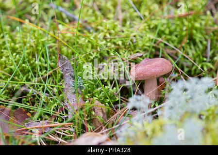 Lactarius rufus growing on forest Stock Photo