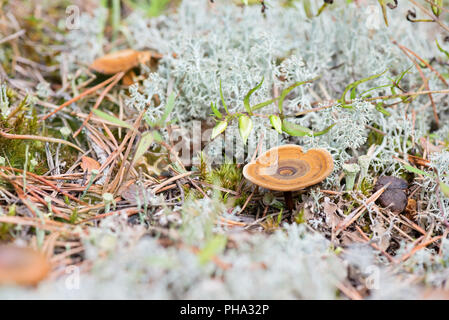 Macro shot of mushroom in white reindeer moss Stock Photo