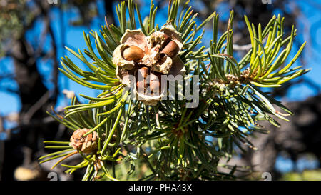 Pinyon nuts bursting out from a cracked cone, the delicious harvest of the pinyon pine tree, South Rim, Grand Canyon, Arizona, USA Stock Photo