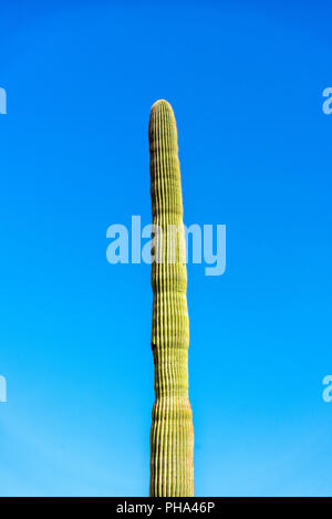 Tall Saguaro cactus against blue background. Stock Photo