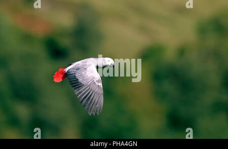 Gray Parrot - Flight (Psittacus erithacus) Perroquet gris - Jaco Stock Photo