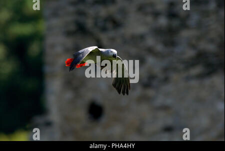 Gray Parrot - Flight (Psittacus erithacus) Perroquet gris - Jaco Stock Photo