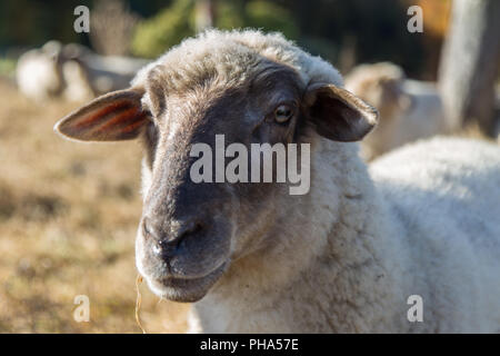 Close-up Sheep Stock Photo