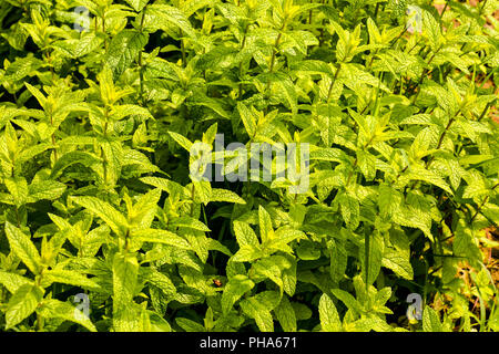 mint plant grow at vegetable garden Stock Photo