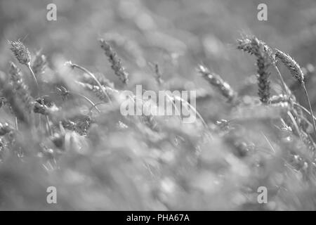 Field of Wheat ready for harvesting selectively focused to show single ears of corn Stock Photo